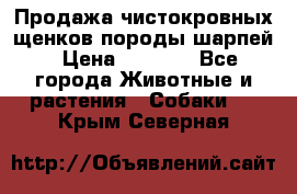 Продажа чистокровных щенков породы шарпей › Цена ­ 8 000 - Все города Животные и растения » Собаки   . Крым,Северная